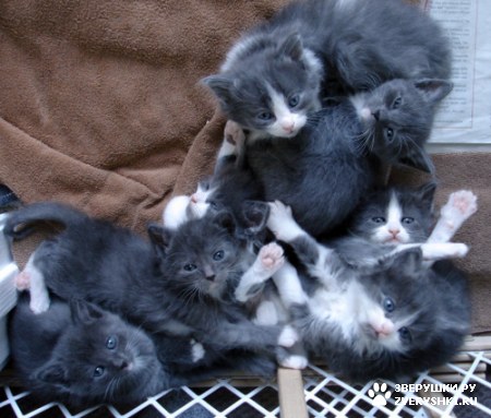 ��� ��� ����, ��� �����? :)