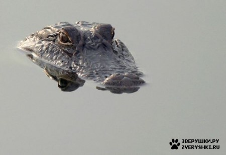 ��� ���������� :)