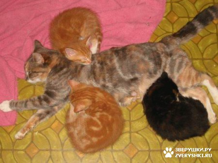 �������-������ :)