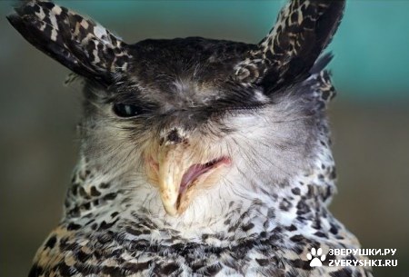 ����� ��� �������� :)