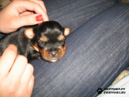 ����������� ������ :) (3 ����)