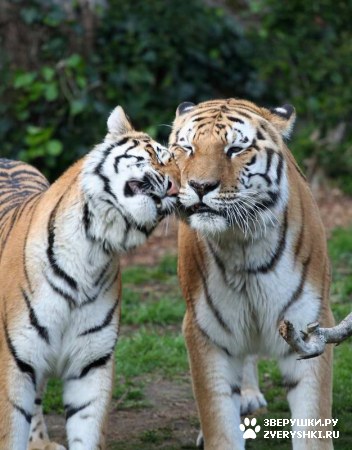 ��� ��� �������, ����� ������� ��� ������ :)