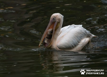 �������� (16 ����)