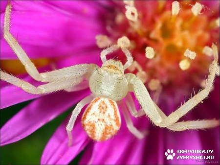 ����������� :) (13 ����)