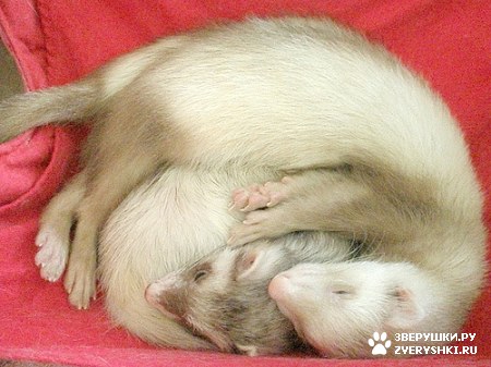 ������ :)