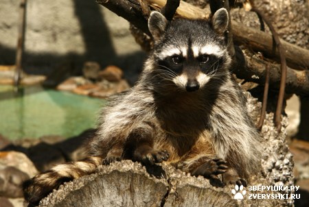 �������� ������� :) (3 ����)