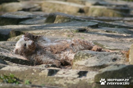 ���������� ���� (20 ����)