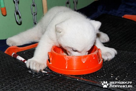 ���������� ���� (20 ����)