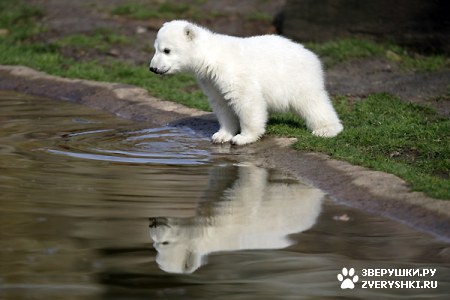 ���������� ���� (20 ����)