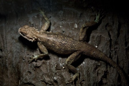 ���� ��������-����� :)