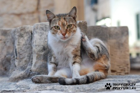 ����� �������� ������� ������