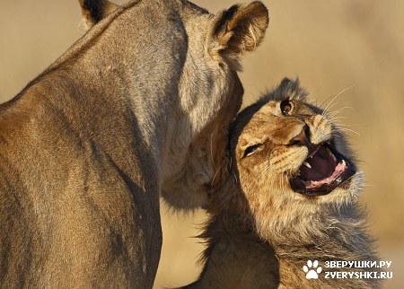 ���� ������ :) (3 ����)