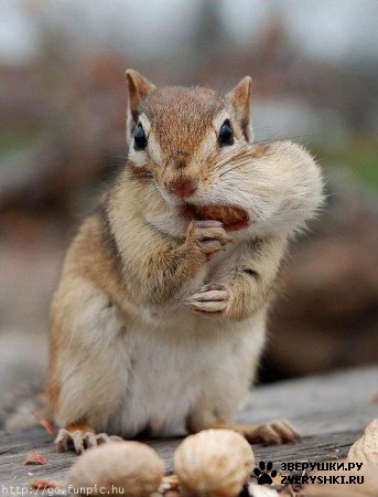 � ��� �����? :)