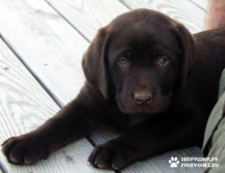 ����� - ���������� �������� :) (13 ����)