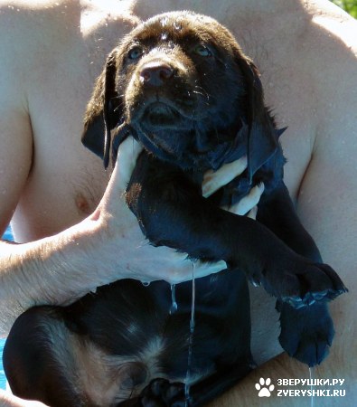 ����� - ���������� �������� :) (13 ����)