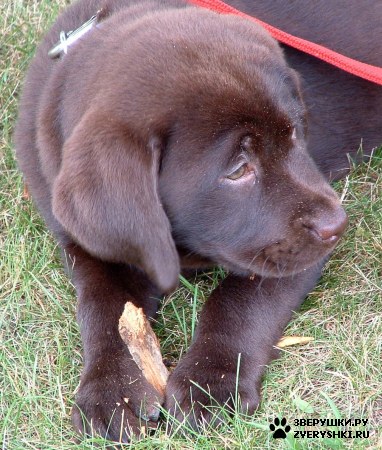 ����� - ���������� �������� :) (13 ����)