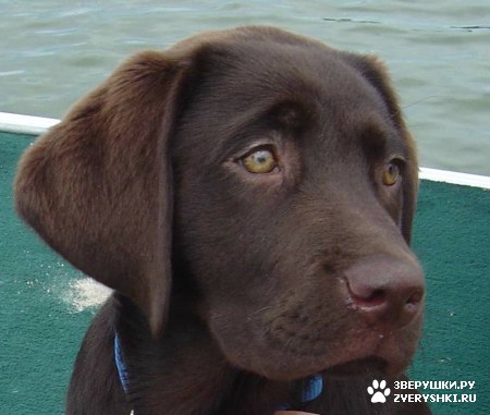 ����� - ���������� �������� :) (13 ����)