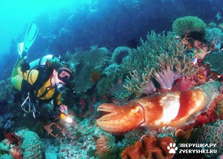 ������������ ���� - ������ (7 ����)