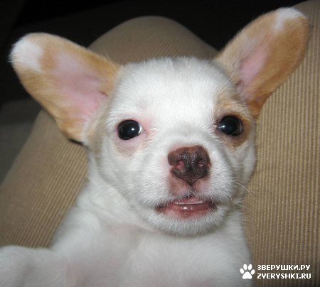 ����, ������ �����-��� :) (13 ����)