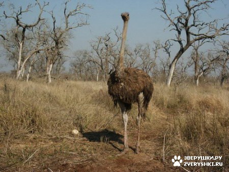 ������������ ���� ���������� :) (5 ����)