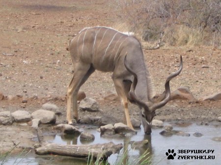 ������������ ���� ���������� :) (5 ����)