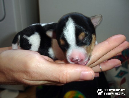 ���� ������, ����� :)