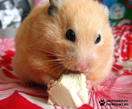 � ������ ����� �� ������ ���� :)