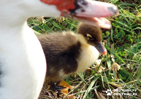 ����� �������� :) (5 ����)