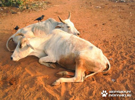 �� ���� ������� ��������� ����� 