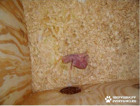 �������� ����������� :) (22 ����)