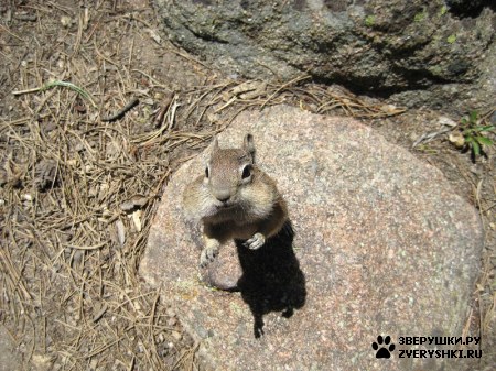 ���������� :)