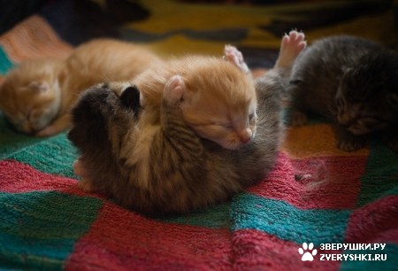 ������� :)