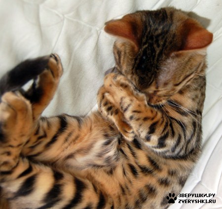 ���������� :)