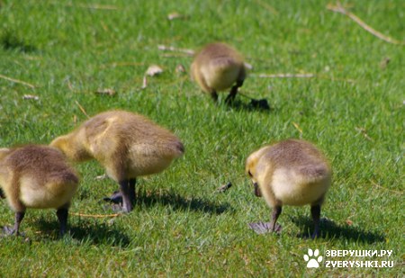 ������ �������� :)