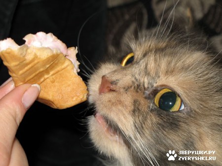 ������� �� ����� ����� (17 ����������)