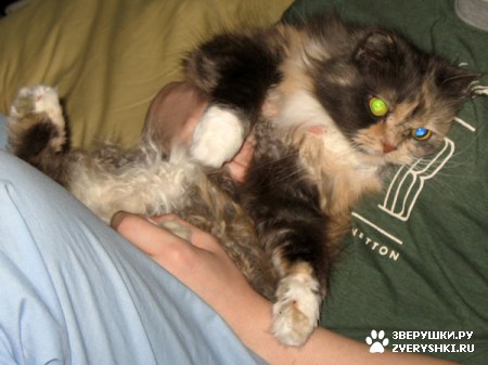 ������� �� ����� ����� (17 ����������)