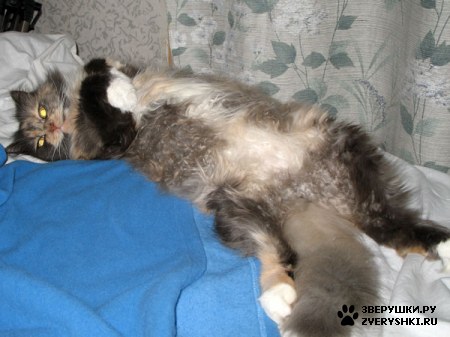 ������� �� ����� ����� (17 ����������)