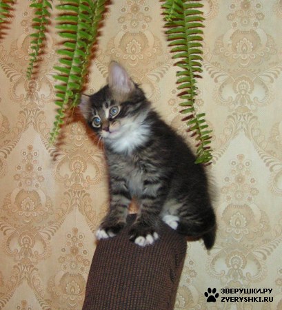 ����������