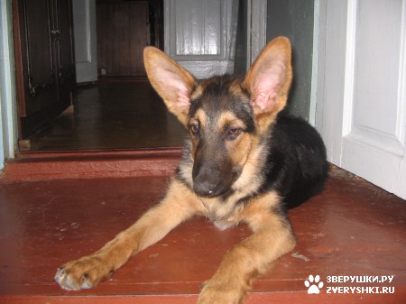 �������������� �����