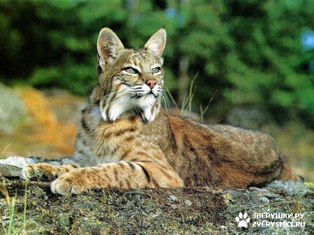 �������� ������� :)