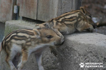 ���� ������ ������ �� ������ :)