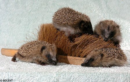 � ������� ����... :)