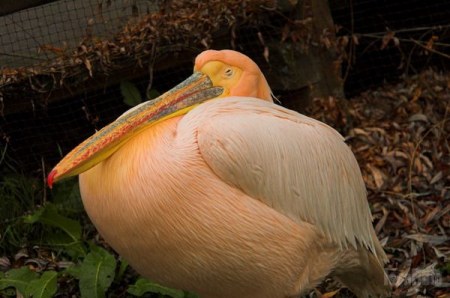 ������ �����! ;)