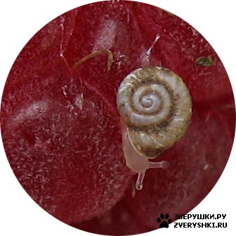 ������� ������ ;)