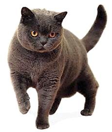 ������: ���������� ��������������� �����