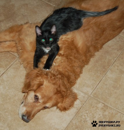 ������ �������! :)