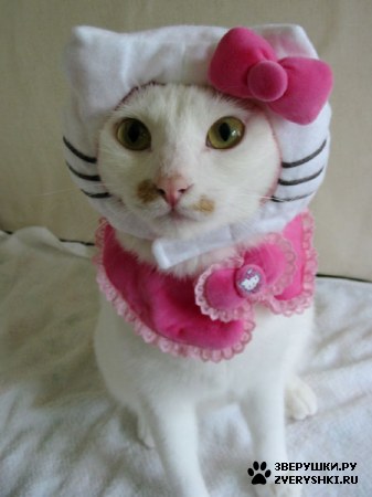 ������ ��� ������� :) ( 50 ����)