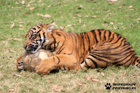 ����� ���� ����� ������ :)