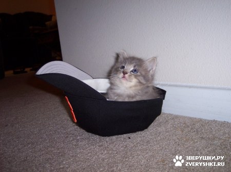 ������ :)