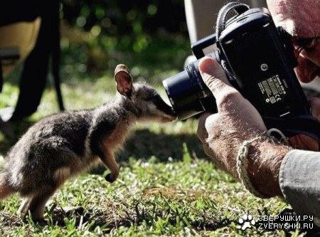 ���������� �������� :)